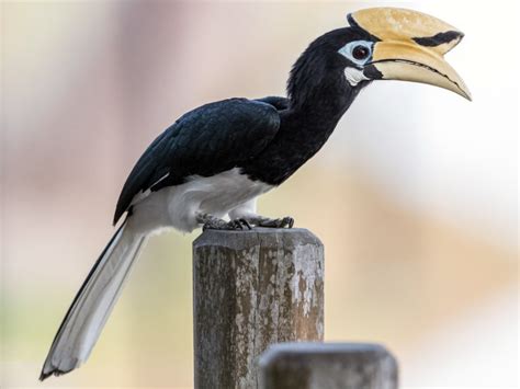 Identifying Birds of Singapore | campus.sg - Campus Magazine