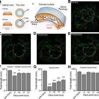 Sensory neurons express multiple transient receptor potential (TRP ...