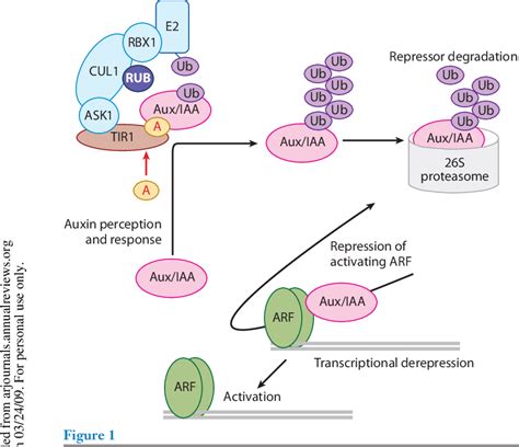 Figure 1 from Auxin receptors and plant development: a new signaling paradigm. | Semantic Scholar