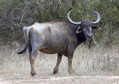 Bubalus arnee Pictures, Water Buffalo Images, Nature Wildlife Photos ...