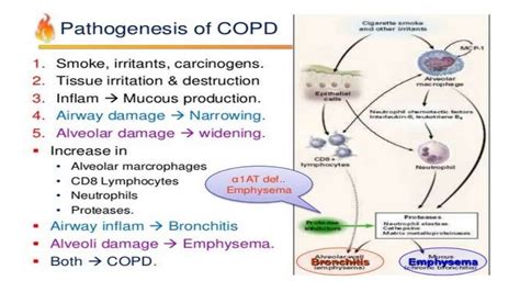 pathophysiology of asthma and COPD