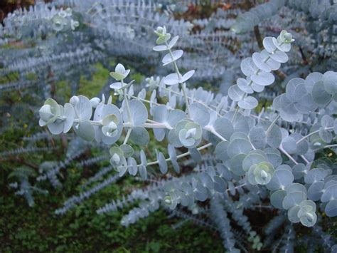 Eucalyptus Baby Blue - Protea Patch