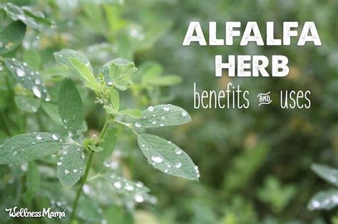 How to Use Alfalfa (& the Benefits) | Wellness Mama