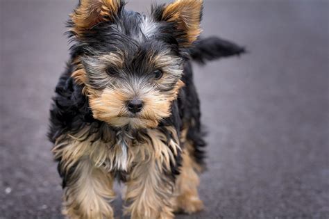 Boy Teacup Yorkie Names