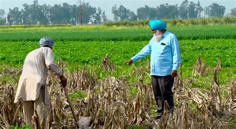 Sustainable Agriculture for Punjab: Phasing Out Paddy and Embracing Alternatives | Khalsa Vox