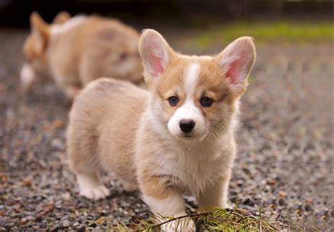 Pembroke Welsh Corgi Puppies For Sale