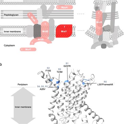 The genetic basis of assimilated multicellularity a Experimental ...