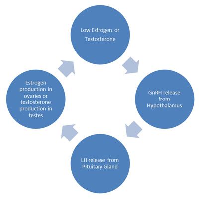 Luteinizing Hormone: Definition, Functions, Normal Levels - HGH Therapy ...