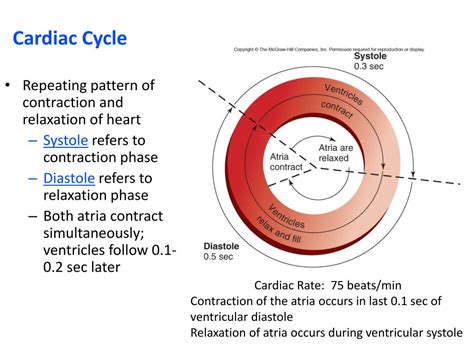 PPT - Cardiac Output, Blood Flow, and Blood Pressure PowerPoint ...