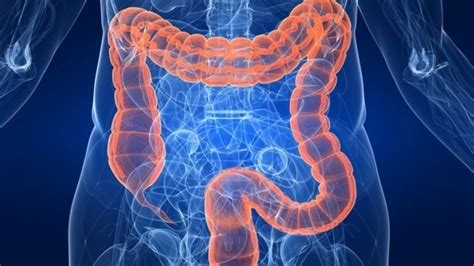 Probiotic potential: Altering gut bacteria shows promise for fatty liver disease