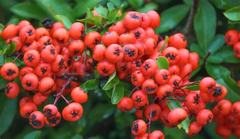 Fire thorn, Pyracantha - planting, pruning, and care