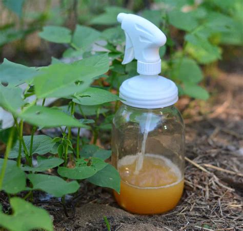 DIY Organic Aphid Spray Recipe for the Garden • The Prairie Homestead