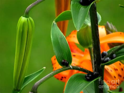 Tiger Lily Seeds Photograph by Colleen Kammerer