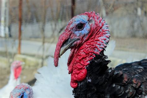 Give Thanks: A Thanksgiving for Turkeys - Vegaprocity