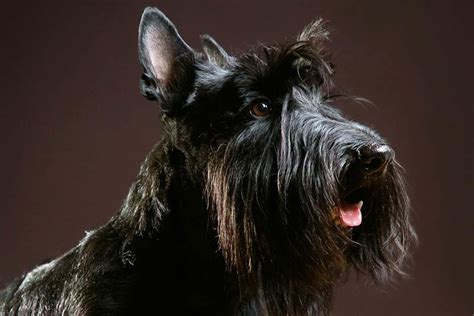 6 Dog Breeds with Beards – American Kennel Club