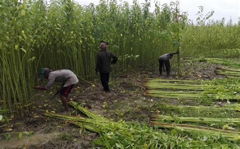 Jute harvesting gets momentum in Narsingdi | Agriculture News