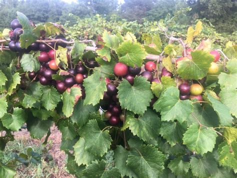 Muscadine harvest update | UGA Extension Viticulture Blog