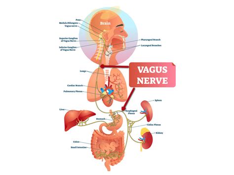 Vagus Nerve Causing Gut Symptoms? 4 Vagus Exercises to Help Heal Your Gut | Foundation for ...