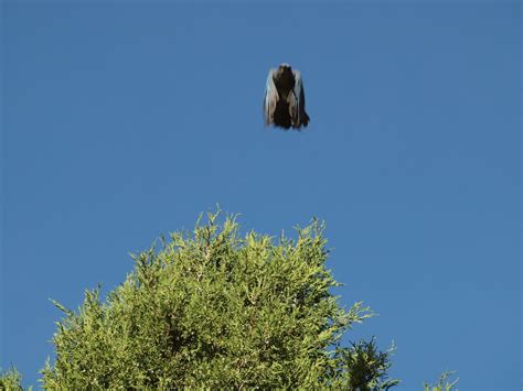 Birding Is Fun!: Western Scrub-Jay