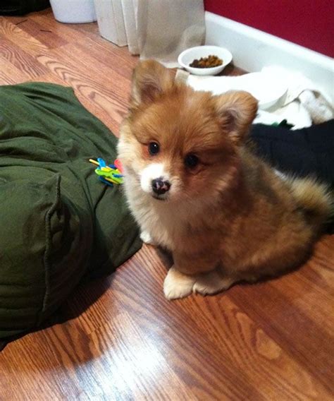 Corgi + Pomeranian | Pomeranian mix puppies, Corgi pomeranian mix, Corgi pomeranian