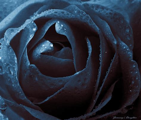 Midnight Rose by JanuarysDaughter on DeviantArt