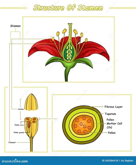 Diagram Parts of Stamen Flower Stock Vector - Illustration of division, edit: 269286418