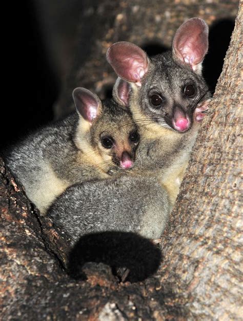 Ring Tailed Possum With Baby ,queensland,australia Stock Photo - Image ...