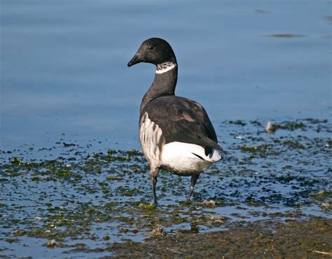 Pictures and information on Brant Goose