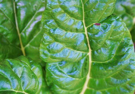 Spinach Leaves Free Stock Photo - Public Domain Pictures