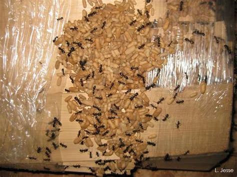 Carpenter Ant Removal Service Greater Dayton Ohio Barnes Wildlife