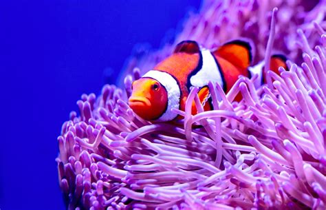 Clownfish Sleeping In Anemone - Do You Know? (Top 2 Facts)