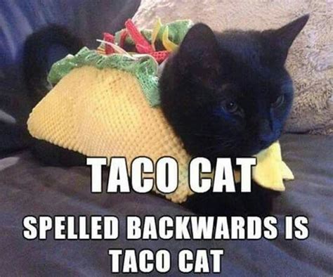 Taco cat | Taco cat, Funny cat memes, Cat memes