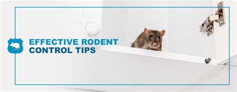 Effective Rodent Control Tips - Pestech