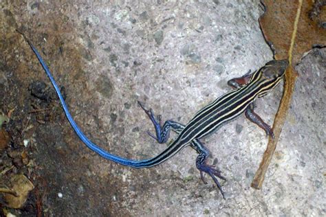 Blue-tailed Skink Facts, Habitat, Diet, Life Cycle, Baby, Pictures