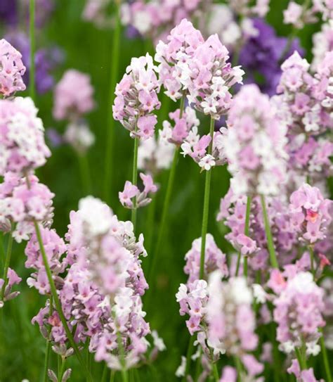 Lavandula angustifolia 'Miss Katherine' (Lavender)