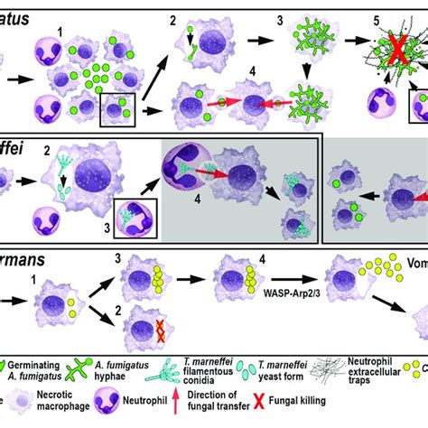 | Schematic illustration of the phagocyte responses to the bacterial... | Download Scientific ...