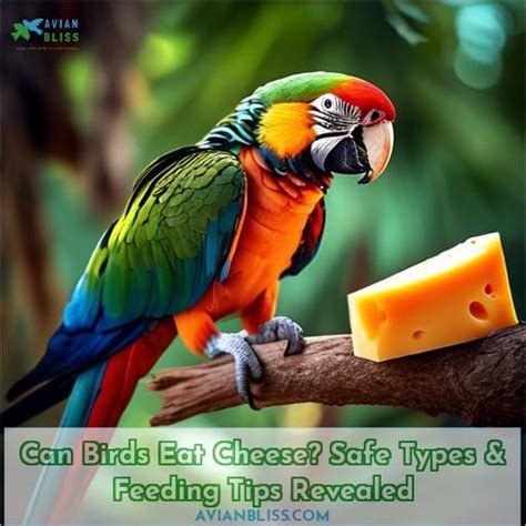 Can Birds Eat Cheese? Safe Types & Feeding Tips Revealed