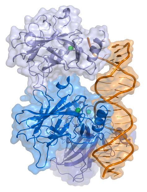 The TP53 Website - TP53 proteins