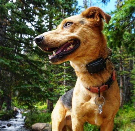 E-Collar | Dog Training Tools | Flash Dog Training Wheat Ridge CO ...