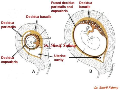 Decidua & Chorionic Velli (General Embryology)