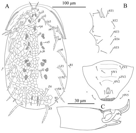 Description of Typhloseiulus anatolicus sp. nov. and redescription of two new records of ...