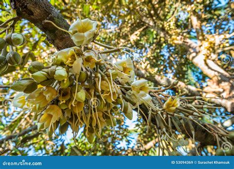 Fresh Flowers of Durian on Tree in the Orchard Stock Image - Image of health, fruit: 53094369