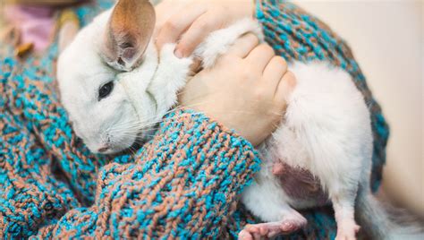 7 Tips to Help You Care For Your Pet Chinchilla