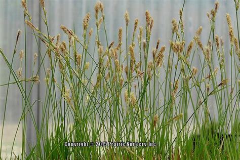 Photo of the seed pods or heads of Sun Sedge (Carex pensylvanica) posted by Joy - Garden.org