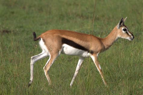 File:Thomson's Gazelle - Masai Mara Park - Kenya.jpg