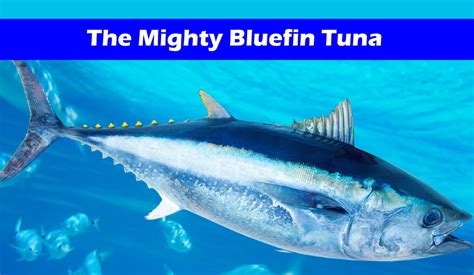 Seminal Moment' For Atlantic Bluefin Tuna And Harvest