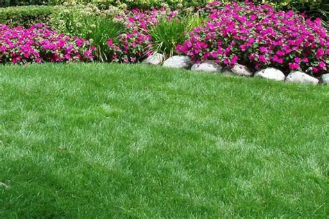 Quiet Corner:Tall Fescue Grass for Lawn - Quiet Corner