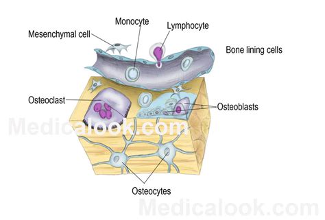 Bone cells - human anatomy organs