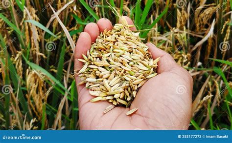 Collection of rice in hand stock photo. Image of food - 253177272