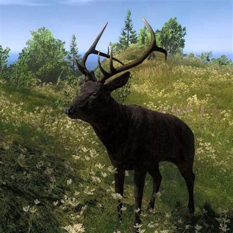 Melanistic deer | Melanistic animals, Rare animals, Melanistic